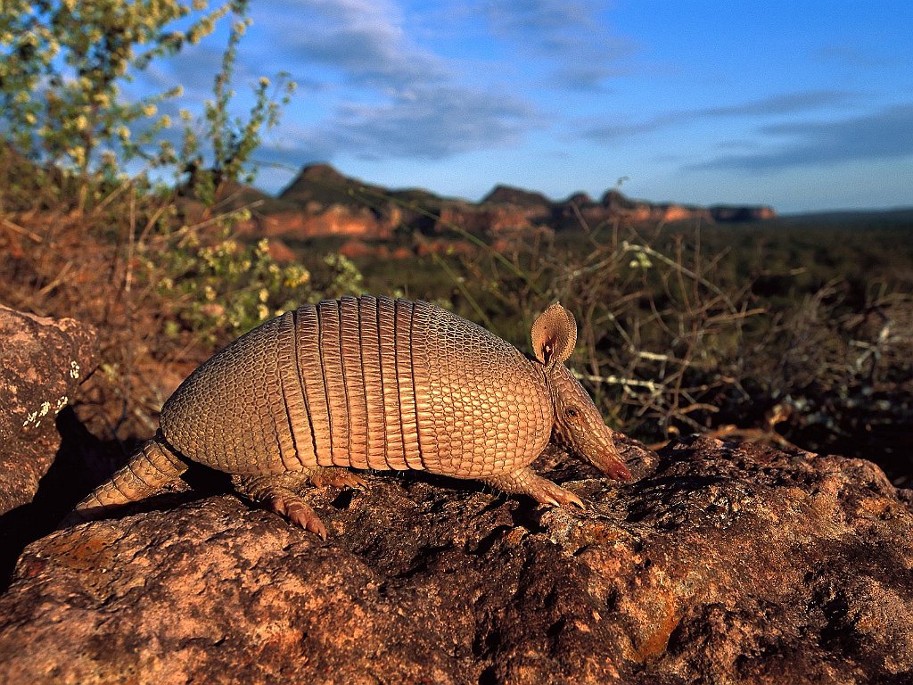 Brazilian Lesser Long-Nosed Armadillo